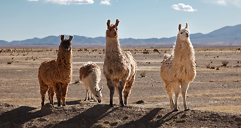 I lama sono in trepida attesa