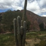 A VOLTE QUESTI CACTUS MI SEMBRANO DEI CAFONI