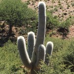 IL DITO MEDIO DEL CACTUS